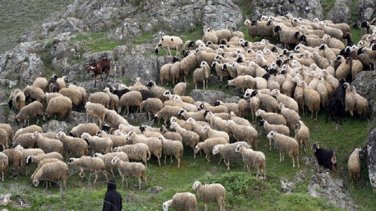 Λάρισα: Δυο συλλήψεις για παραβίαση των μέτρων για την ευλογιά των αιγοπροβάτων