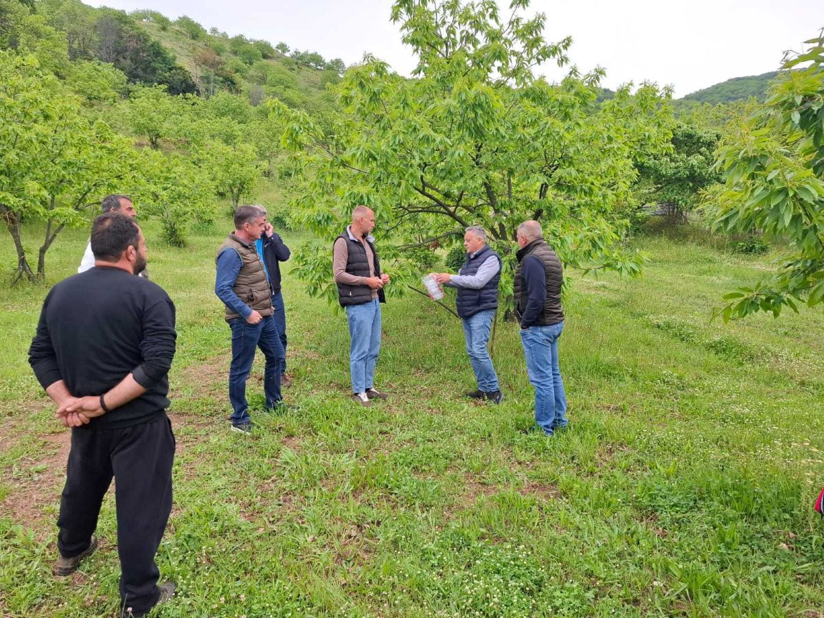 Με ωφέλιμα έντομα αντιμετωπίζουν τη σφήκα της καστανιάς