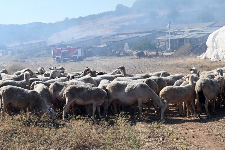Αγωγή κτηνοτρόφων από τον Αλμυρό για τη διαχείριση της ευλογιάς